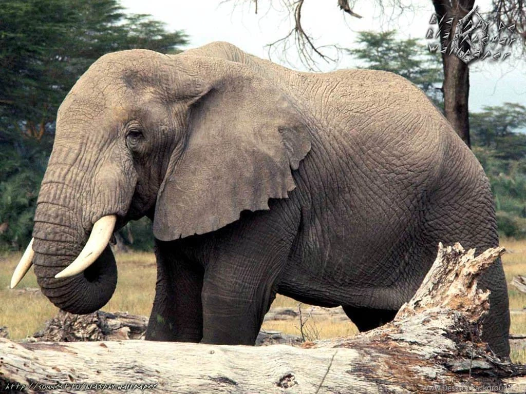 Free Elephant Wallpapers Animals Town