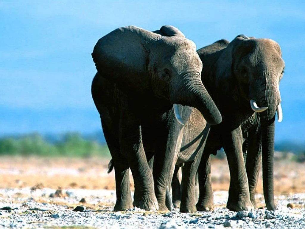 Elephant 1 Wallpapers