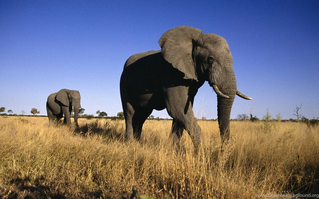 Animals Elephant Wallpapers (