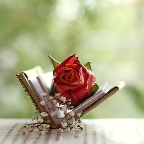 Free Download Beautiful HD Rose Wallpapers 2015