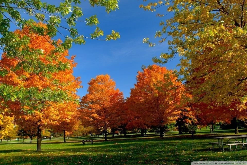 Orange Fall Trees HD Desktop Wallpapers : High Definition ...