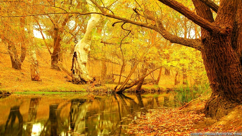 Autumn Tree Foliage Road