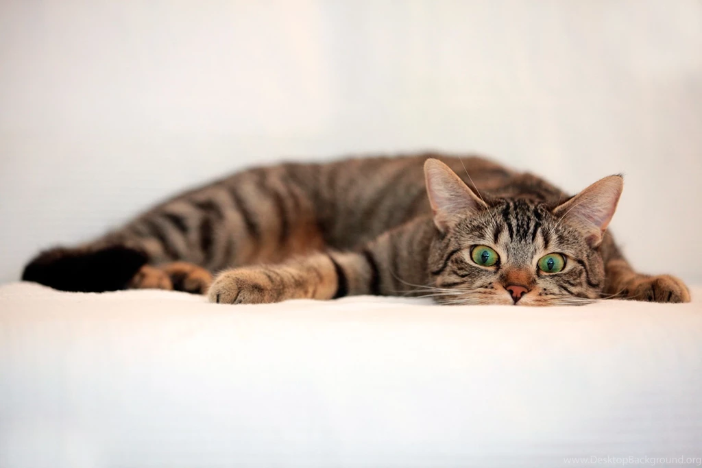 Macbook, Laptop, Cats, Funny, Look, Fluffy Pair, Photo, Hd, Wallpapers