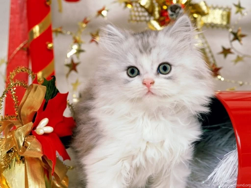 Cats Christmas Cat Wallpapers   PowerballForLife