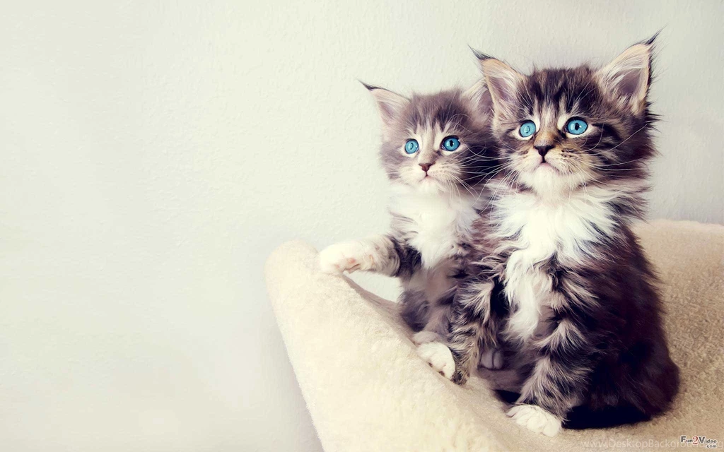 Cute Cats Wallpapers