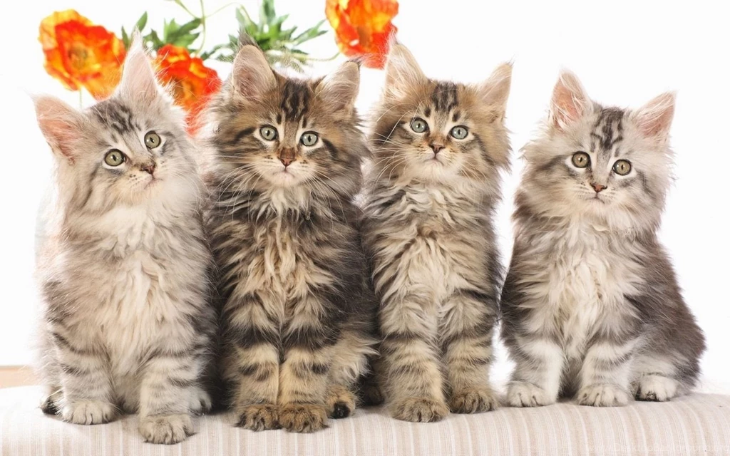 High Definition Cat Wallpapers For Free Download