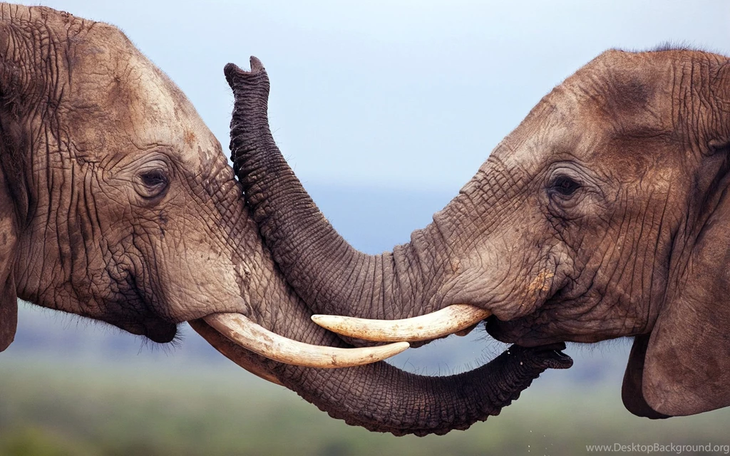 Kissing Elephants Desktop Backgrounds HD 1920x1200