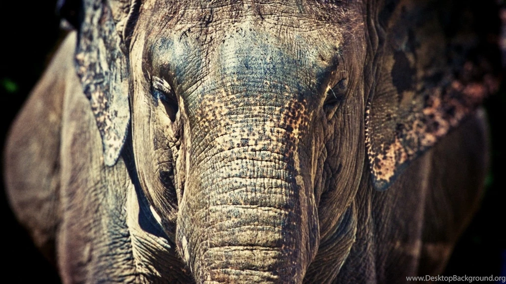 Elephants Wallpapers Page 2: Elephant Team Animal Cloud Group ...