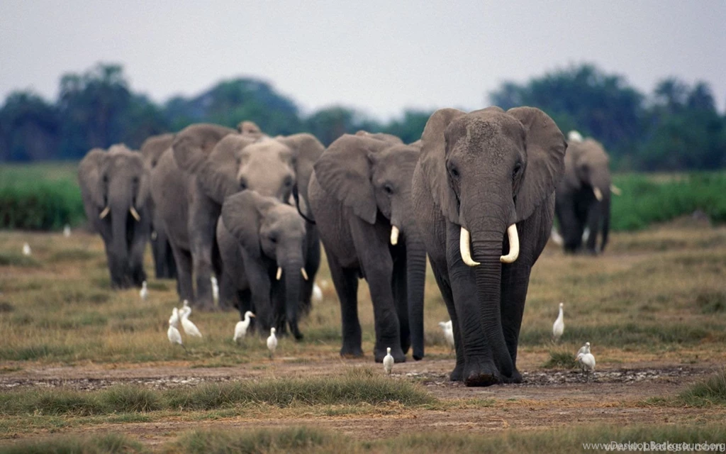 Elephant Wallpapers HD Backgrounds Desktop • IPhones Wallpapers