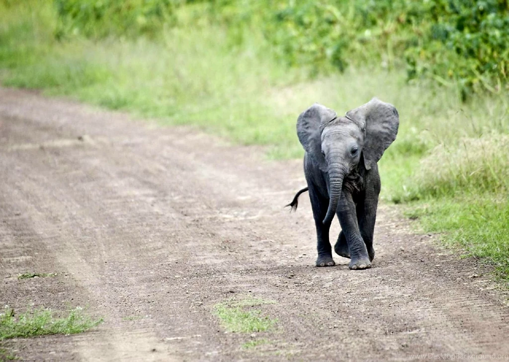 Baby Elephant Road Wallpapers Desktop