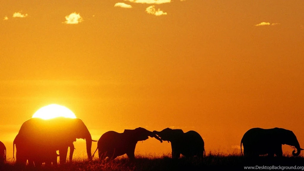Elephant Desktop Backgrounds
