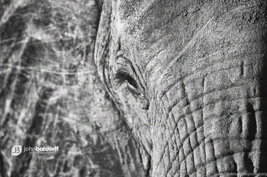 Black and whtie elephant screensaver medium 1024x682.jpg