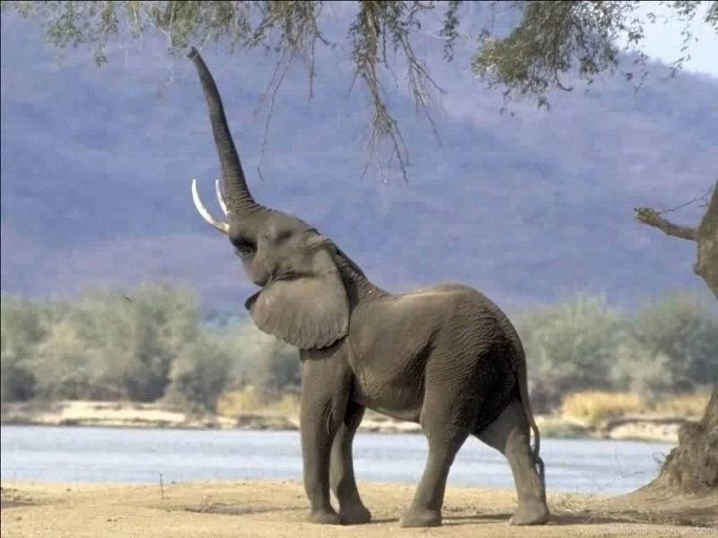 Animal Wallpapers