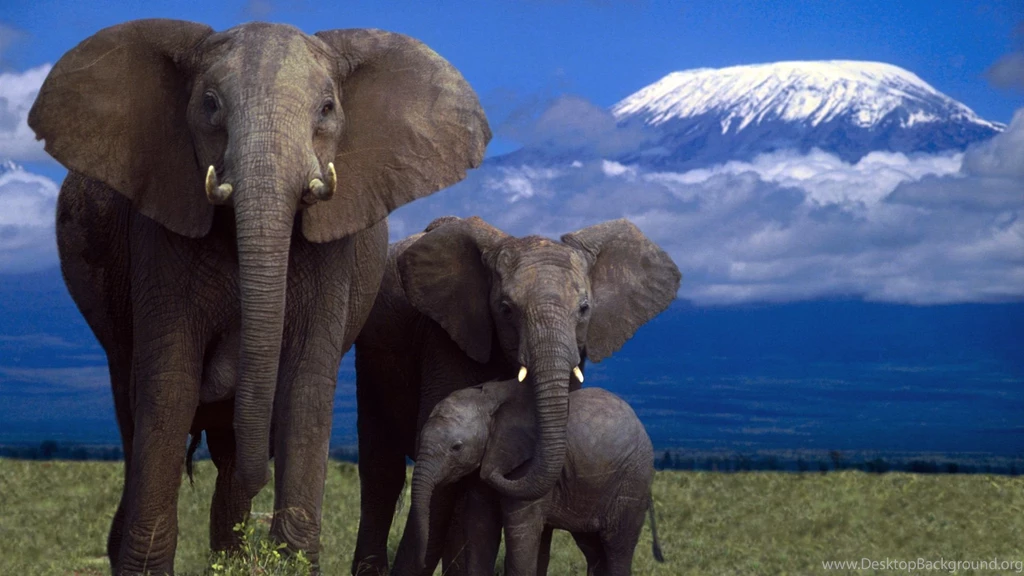 Desktop hd cartoon pictures of elephants.jpg