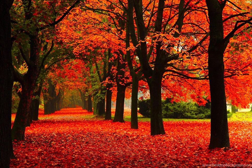 Top Autumn Leaves Walk Nature Images For Pinterest