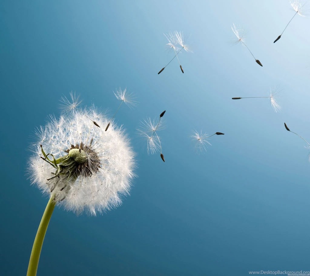 HD Samsung Galaxy S4 Desktop Backgrounds 2160x1920 ...