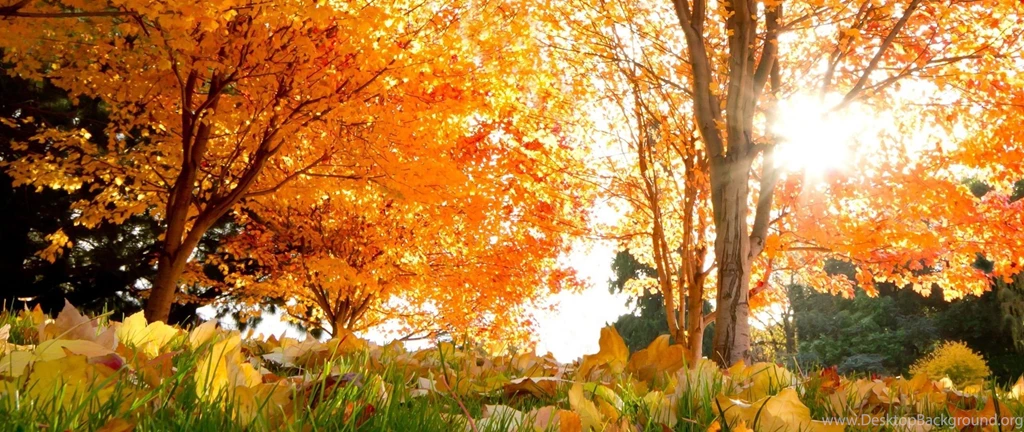 Download Wallpapers 2560x1080 Fall, Trees, Leaves 2560x1080 21:9 TV ...