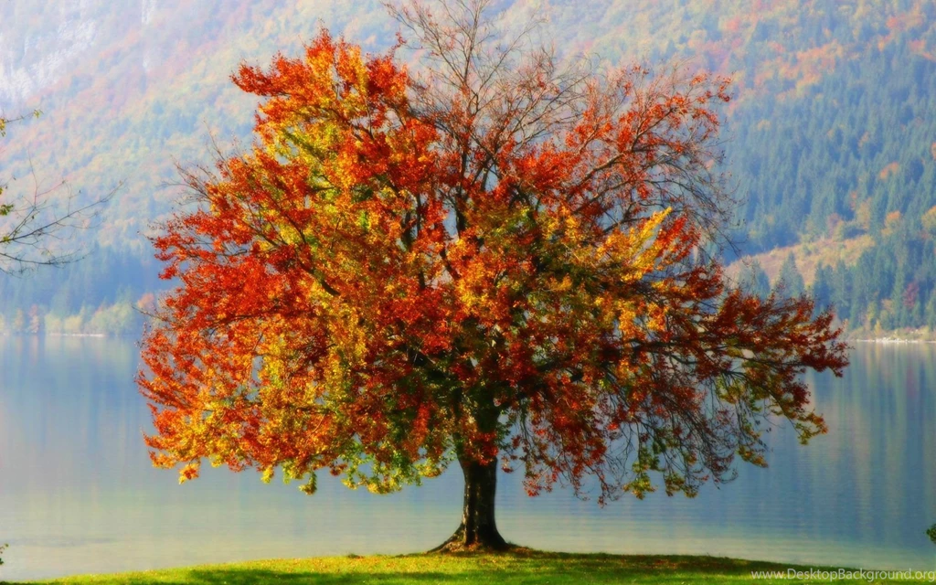 Spring Tree Buds Wallpapers