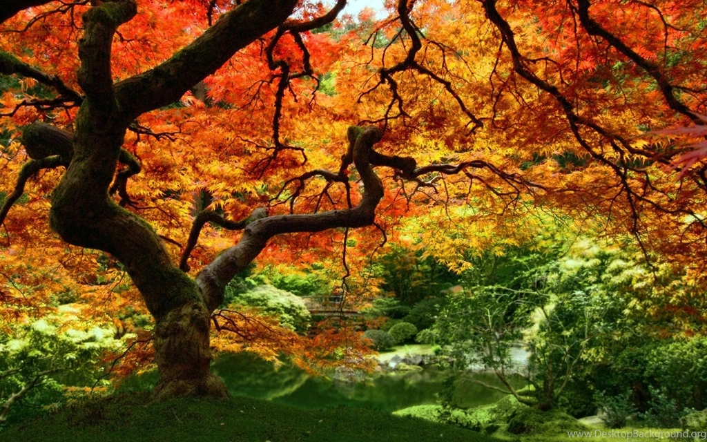 Top Leaves Trees Pictures Wallpaper Images For Pinterest