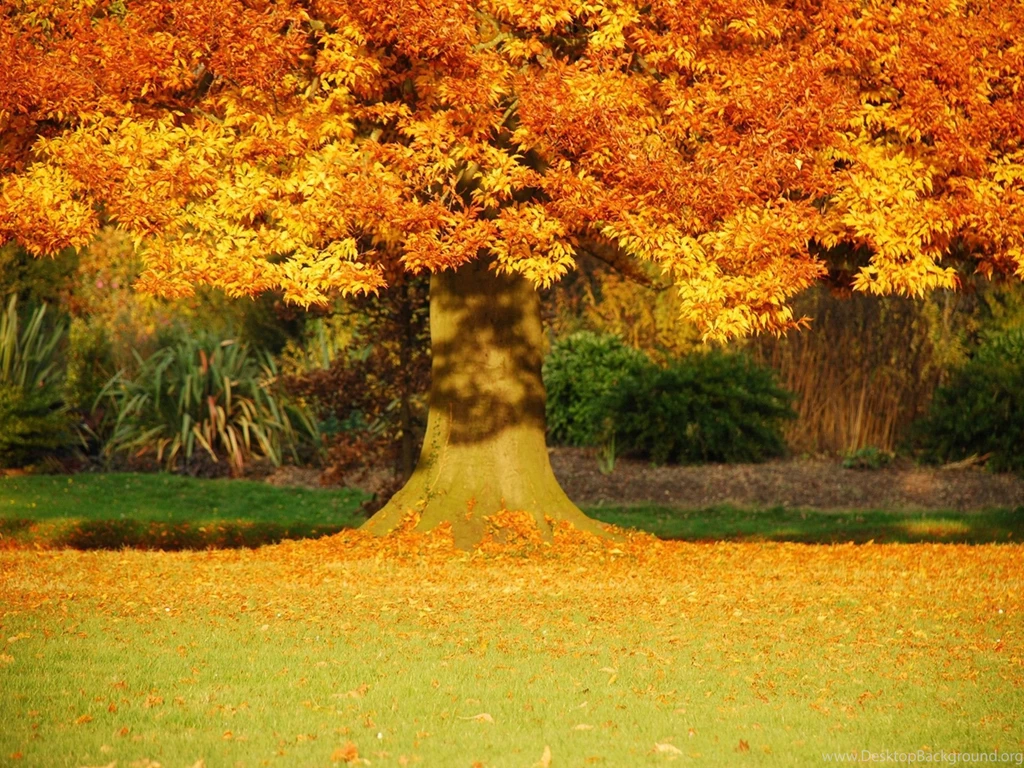 Trees Autumn Fall Leaves Wallpapers
