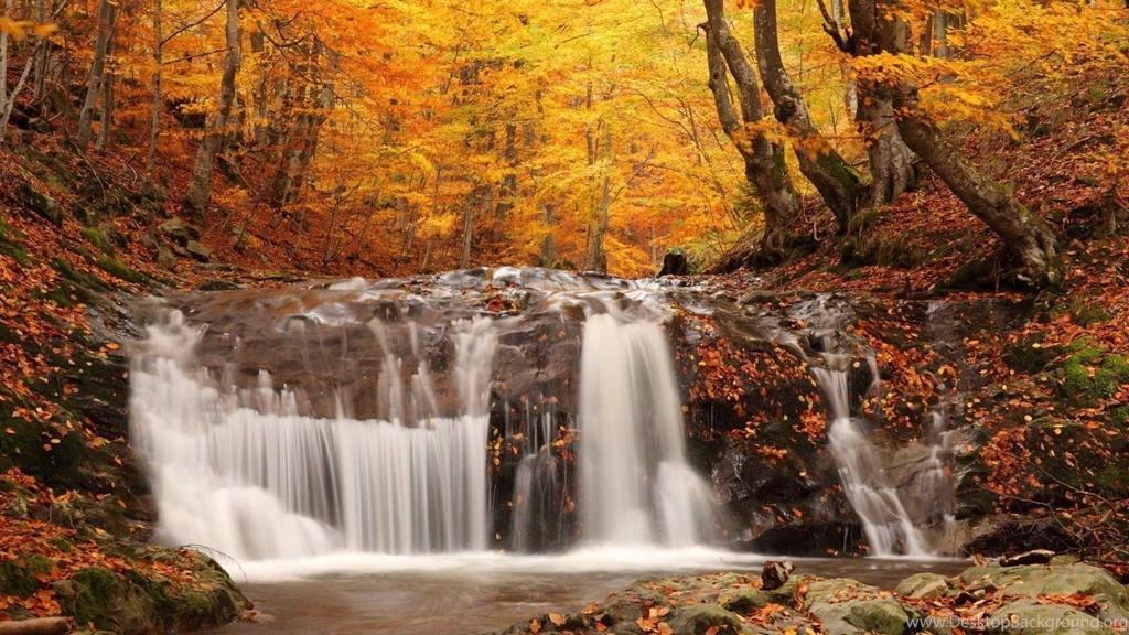 Leaves Trees Forest Japan Tokyo Autumn Wallpapers