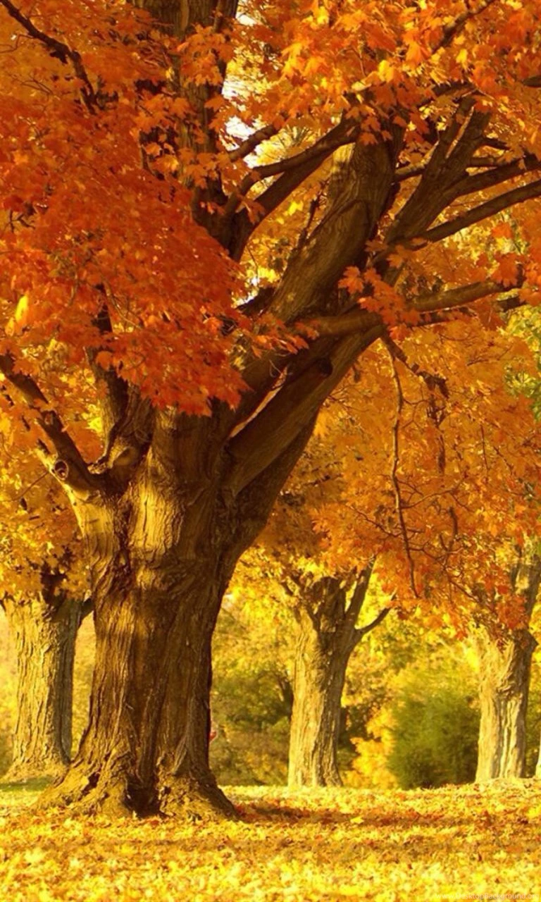 Fall Trees Lumia 1020 Wallpapers (768x1280)