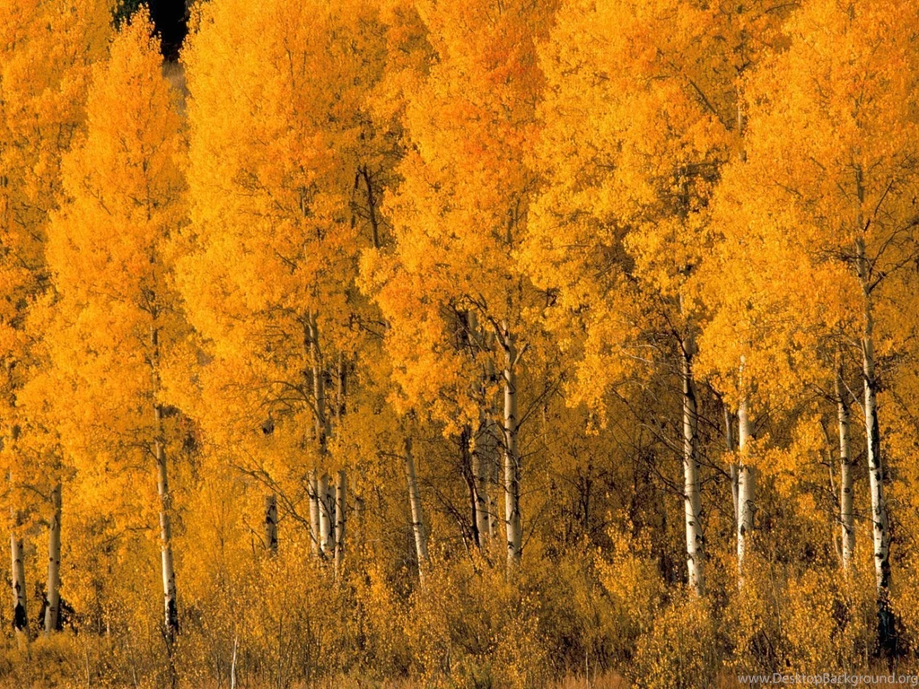 Aspen Trees In The Fall Wallpaper.