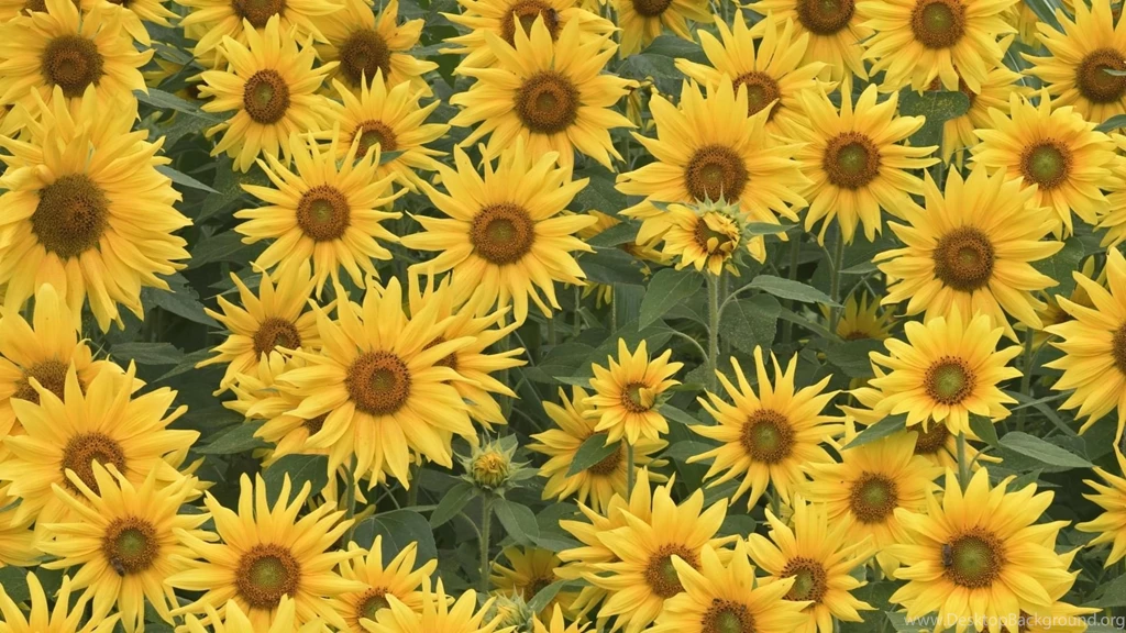 Download Wallpapers 1920x1080 Sunflowers, Field, Summer, Greens ...