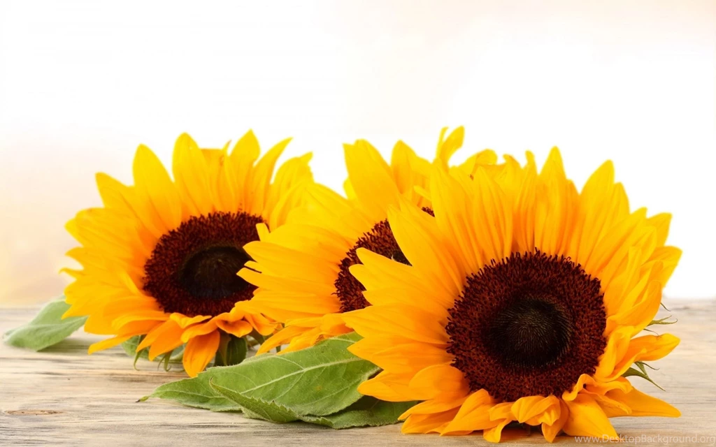 Sunflower Desktop Wallpapers HD Detail