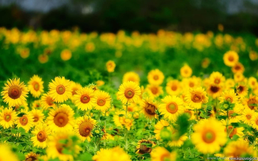 Summer Sunflowers Yellow Backgrounds Wallpapers New HD Wallpapers