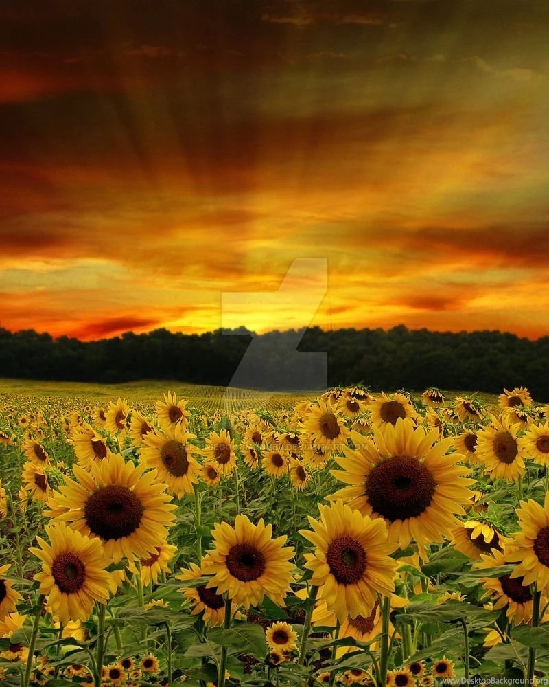 Sunflowers Backgrounds FGM By FairieGoodMother On DeviantArt