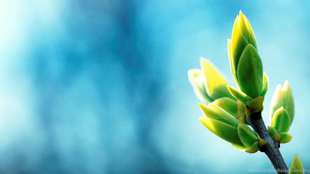 Green Blue Wallpapers Widescreen HD Wallpapers