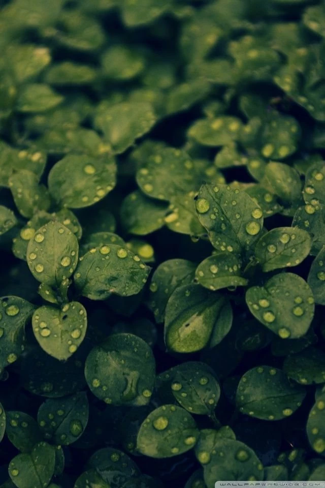 Dark Green Plant HD Desktop Wallpapers : High Definition ...