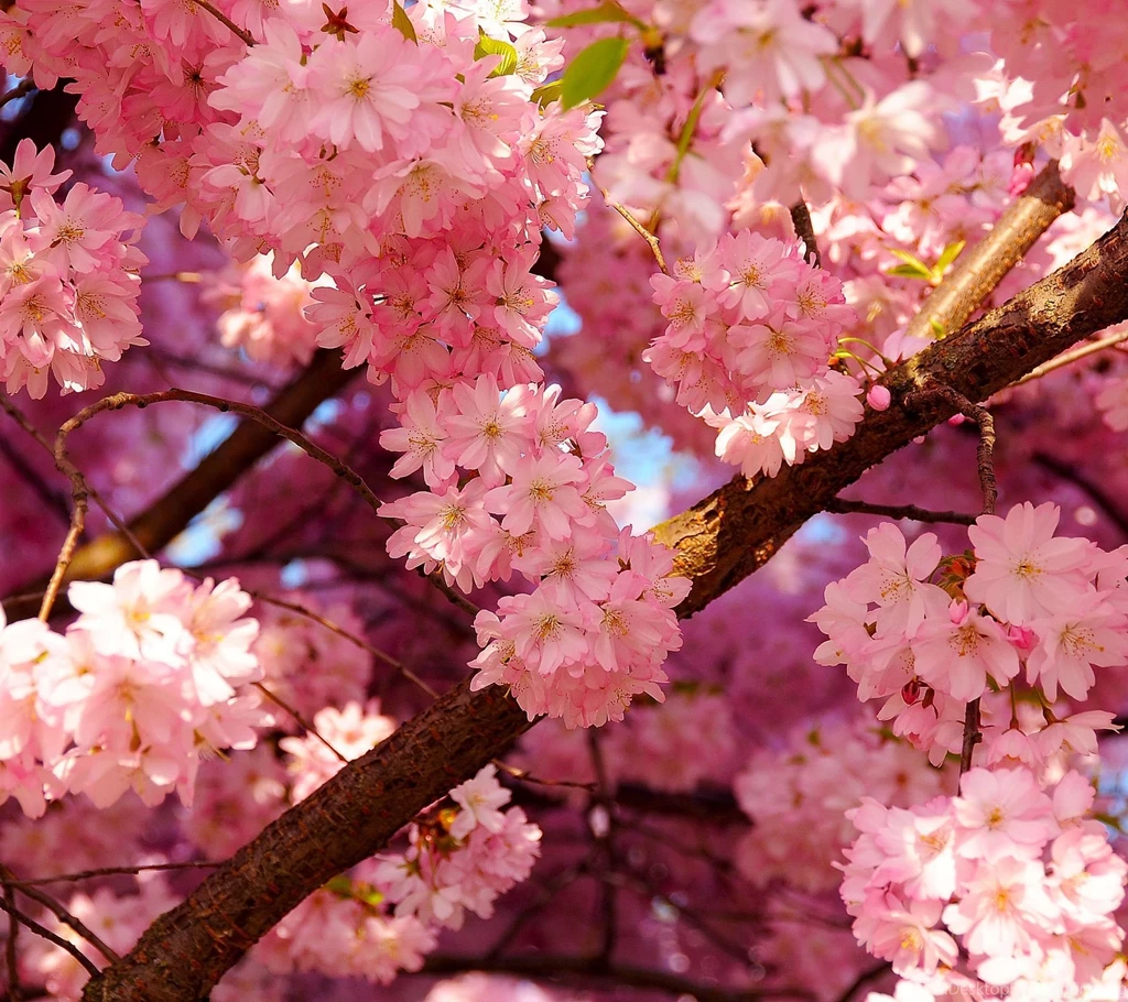 Pink Cherry FlowerSamsung Wallpapers Download