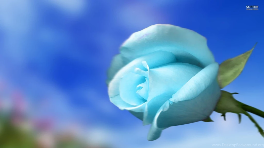 42 Windy Palm Sky Blue Best Image Hd Desktop Wallpapers For ...