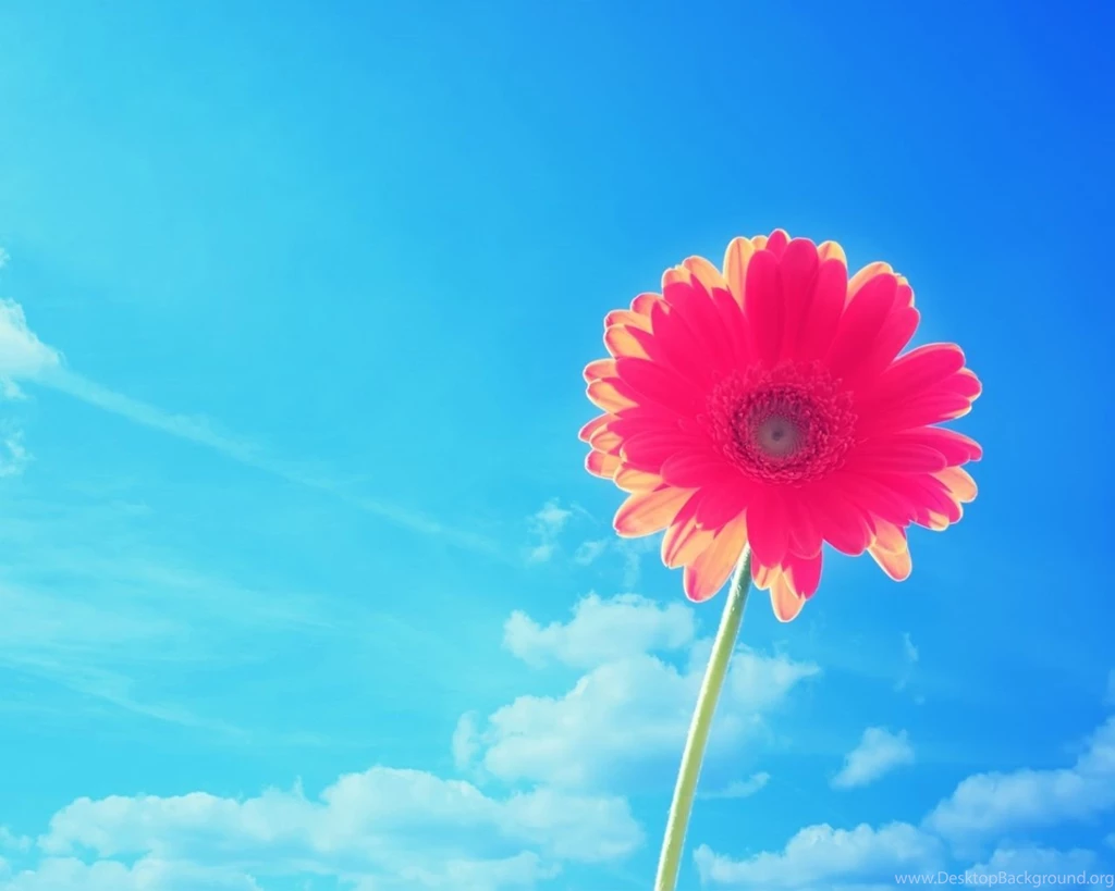 1280x1024 Red Flower Under The Blue Sky Desktop PC And Mac Wallpapers