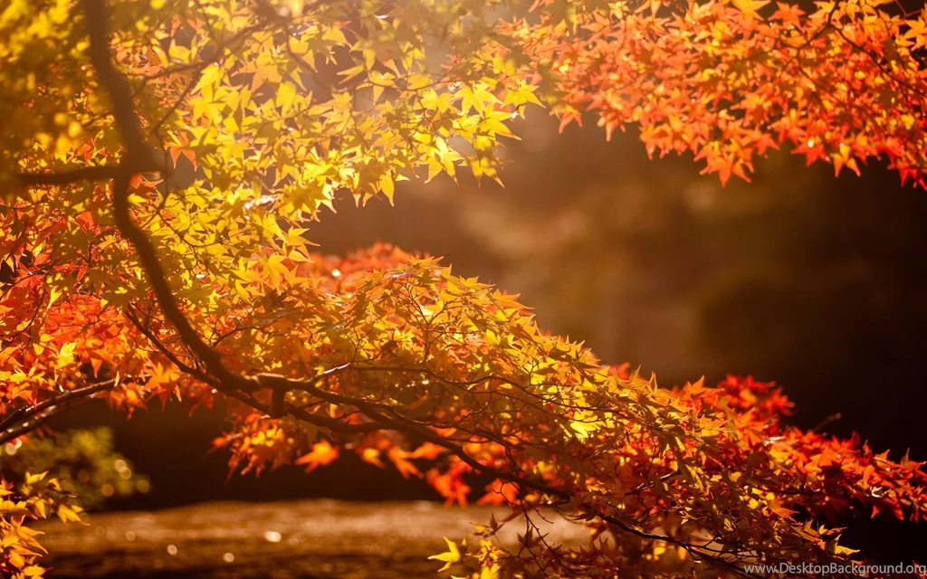 Autumn Wallpaper Backgrounds