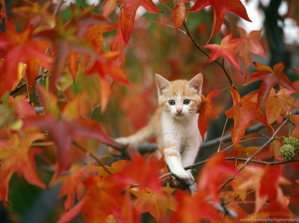 Fall Backgrounds For Desktop
