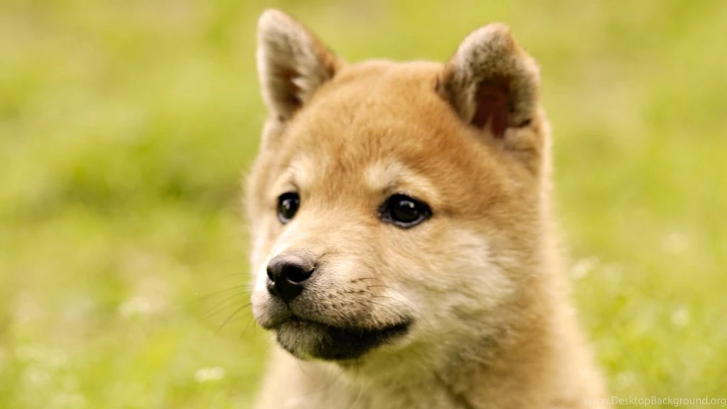 6 Adorable Akita Puppies Wallpapers Free