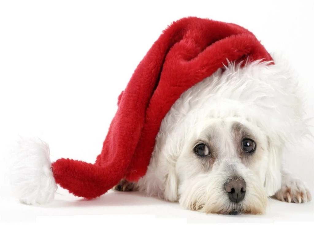 Download Christmas Puppy Wallpapers Free
