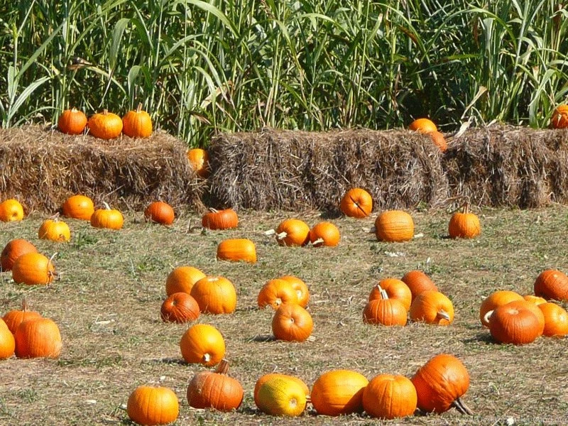 Fall Pumpkin Desktop Wallpapers Hd Images