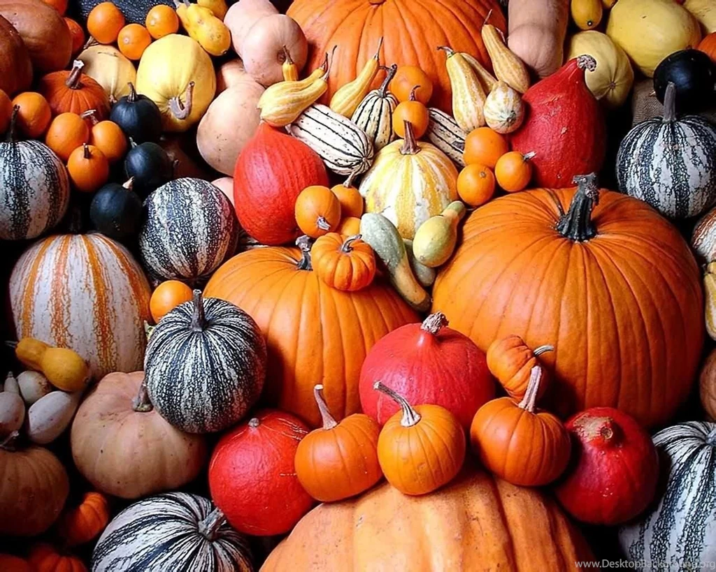 Pumpkin Computer Wallpapers, Desktop Backgrounds