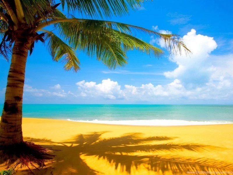 Beach And Palm Tree 800x600 Wallpapers, 800x600 Wallpapers ...