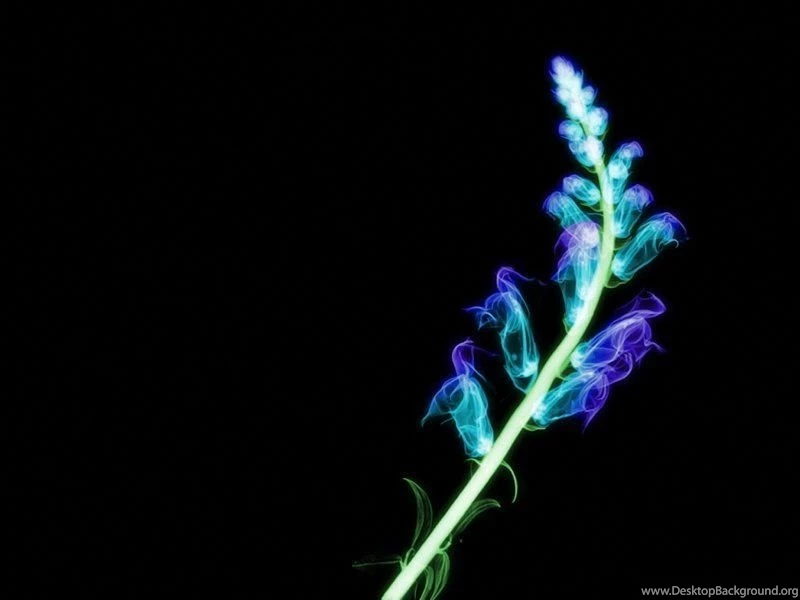 Flores Convallariae 800x600 Wallpapers, 800x600 Wallpapers ...