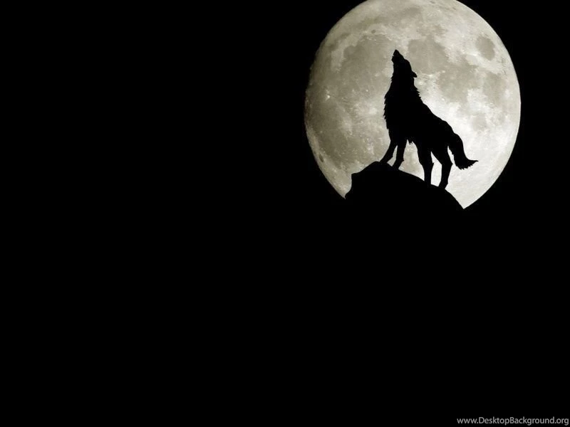 3D Wolf Wallpapers 800x600 Wallpapers, 800x600 Wallpapers ...