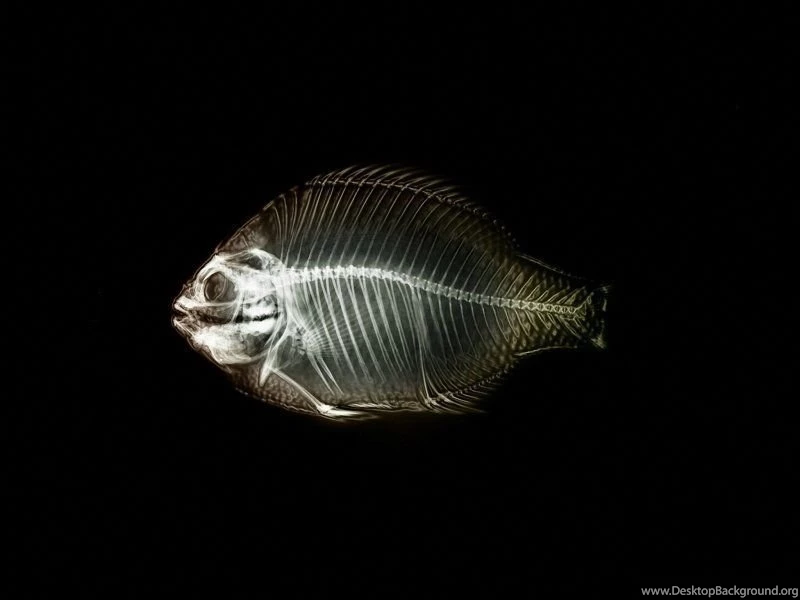 Fish Bone 800x600 Wallpapers, 800x600 Wallpapers & Pictures Free ...