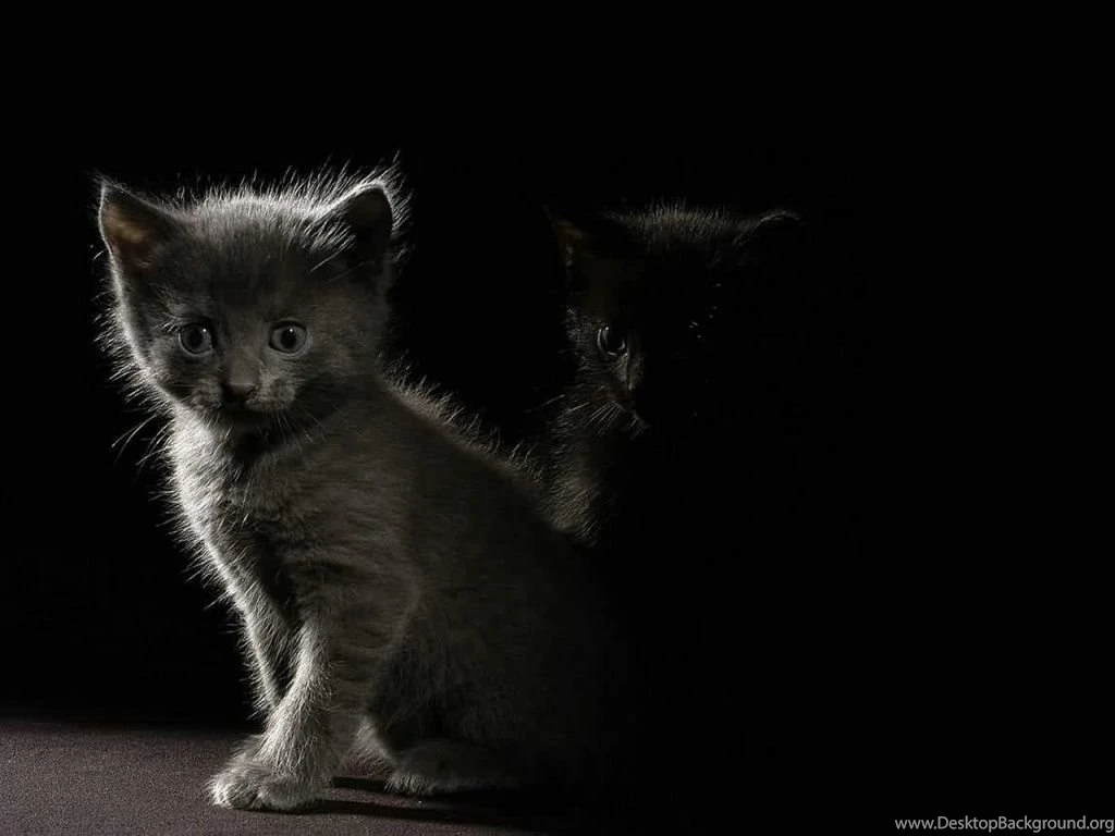 1024x768 Kittens In The Dark Desktop PC And Mac Wallpapers