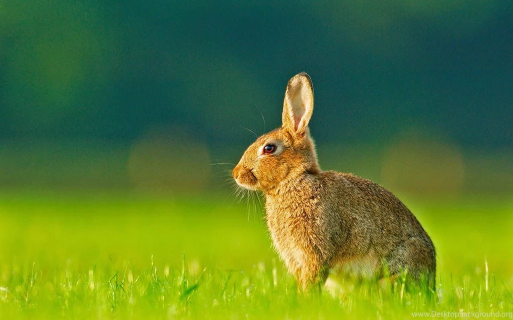 Free Download Lovely Pets For Rabbits Desktop Background Images ...