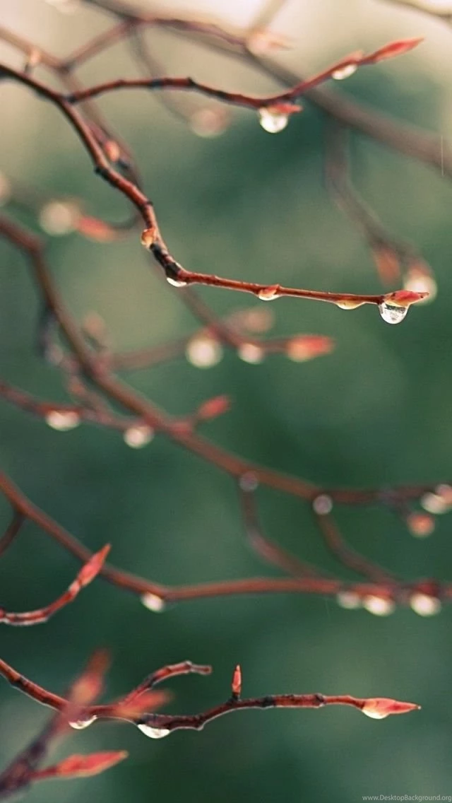 Water Drops Spring iPhone 5s Wallpapers Download