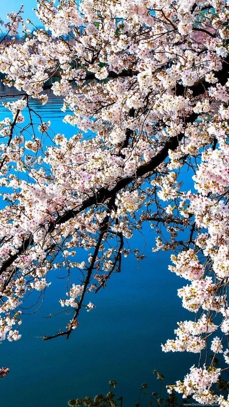 Download Wallpapers 750x1334 Sakura, Blossoms, Branches, Water ...
